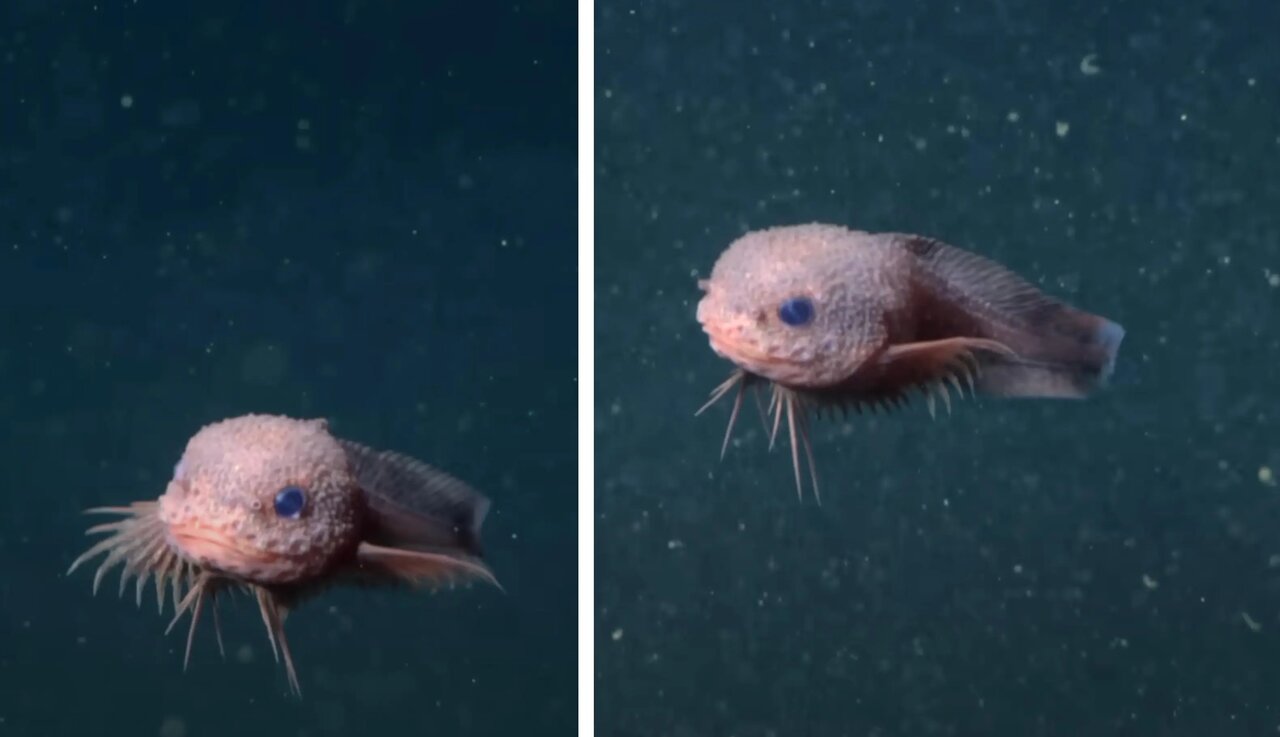 کشف بامزهترین حلزونماهی جهان/ این جانور صورتی، «ریش» دارد! کشف بامزهترین حلزونماهی جهان/ این جانور صورتی، «ریش» دارد!