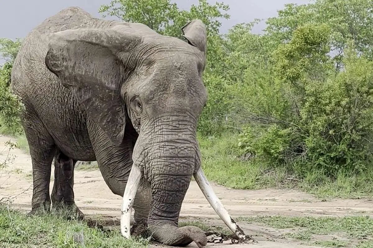 ببینید | ویدئویی پر بازدید از مهارت در هدایت یک فیل